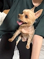 chiko