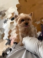 chiko