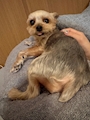 chiko