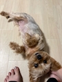 chiko