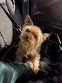 chiko