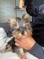 chiko