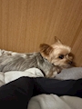 chiko