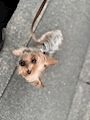 chiko
