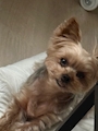 chiko