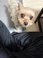 chiko