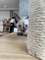 chiko