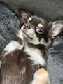 chiko