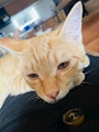 chiko