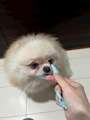 chiko