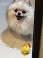 chiko