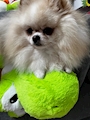 chiko