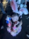 プロフィール写真1・🌺あいか🌺｜GALLERY・ギャラリー - 神田のキャバクラ