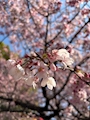 新着ブログ 🌸🎈