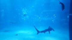 水族館行きたい🐟🐠🐙🐬