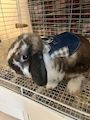 chiko