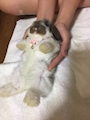 chiko