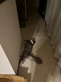 新着ブログ 家帰ったら猫おちてた
