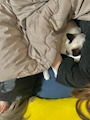 chiko