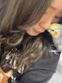 chiko