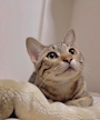 chiko