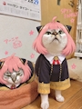 chiko