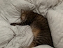 新着ブログ 布団の上の猫