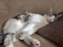 chiko