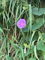 新着ブログ 朝顔