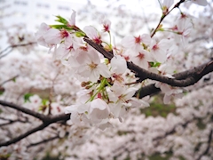 菜菜子「4月いらっしゃいませ💐」