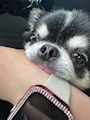 chiko