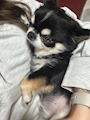 chiko