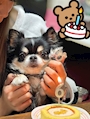 chiko