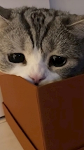 かれん