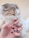 プロフィール写真6・あまねこ｜MONOKURO・モノクロ - 中洲のガールズバー
