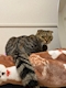 プロフィール写真5・あまねこ｜MONOKURO・モノクロ - 中洲のガールズバー
