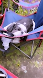 chiko