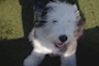 chiko