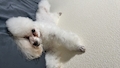 まふゆ