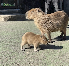 ふうか