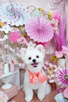 プロフィール写真11・ゆりか｜Girls Bar elf・エルフ - 東中野のガールズバー