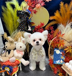 プロフィール写真10・ゆりか｜Girls Bar elf・エルフ - 東中野のガールズバー