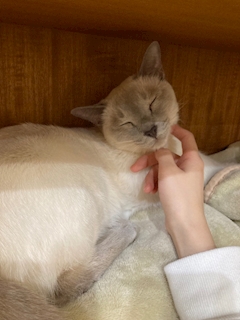 らん「猫カフェ最高」
