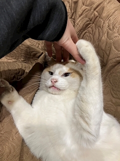 らん「🌀🍃」