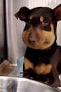 chiko