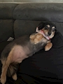 chiko