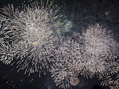 あんじゅ「🎇」