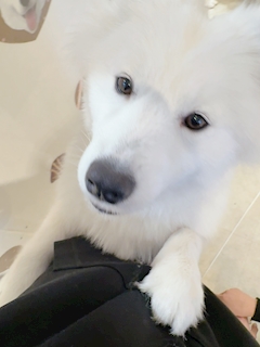 あんじゅ「🐾」