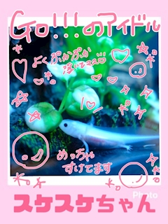 プロフィール写真1・スケスケちゃん｜GO!!!・ゴー - 五反田のガールズバー