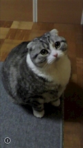 齋城